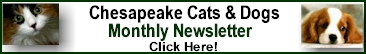 The Monthly Chesapeake cats And Dogs Newsletter - Click Here!