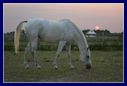 Image of a horse - Photo by Bronwen Sexton.